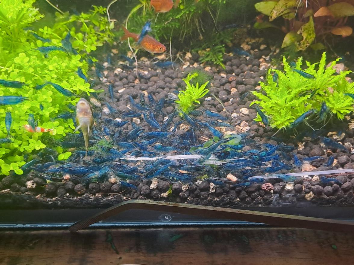 neocaridina Davidi var blue dream 