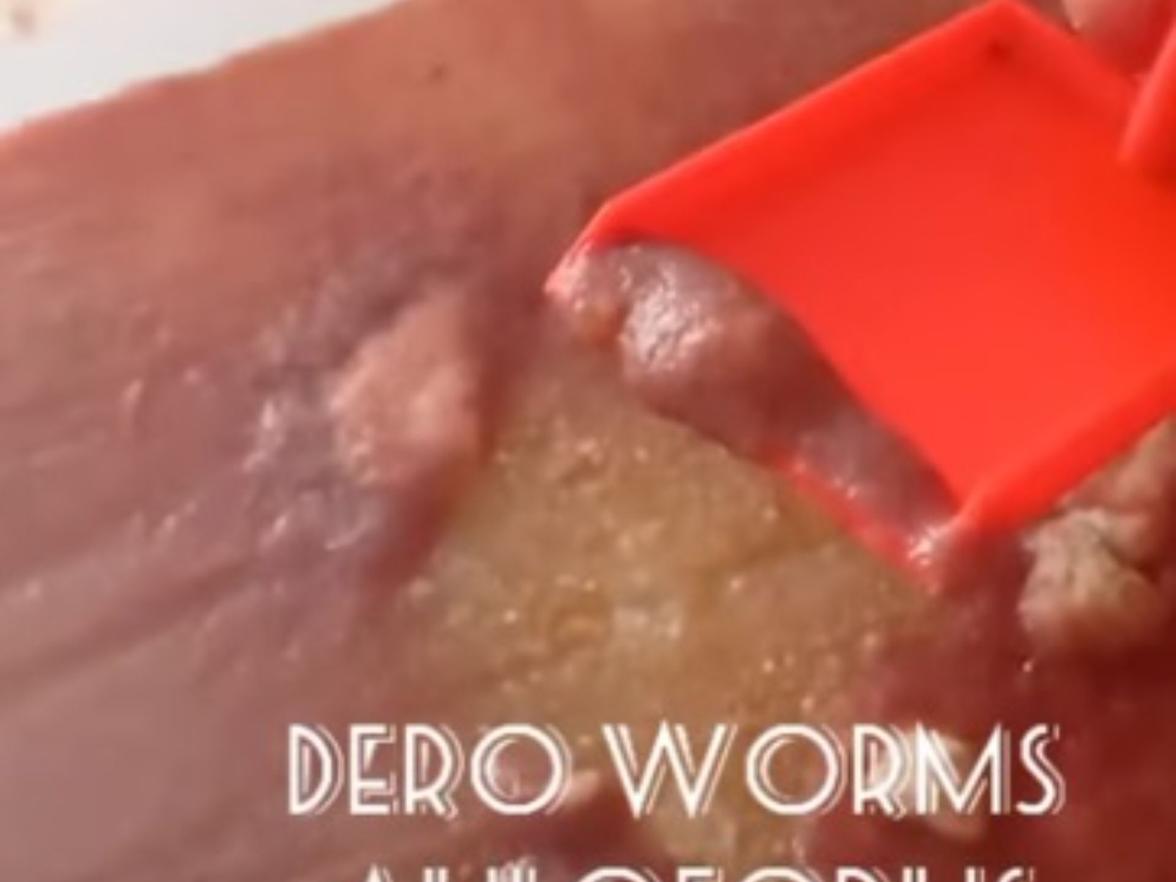 Živé krmivo, násady k domácímu chovu - Auloforus, Izya, Grindal, Mikry, Vířníci, Trepka, Moina...