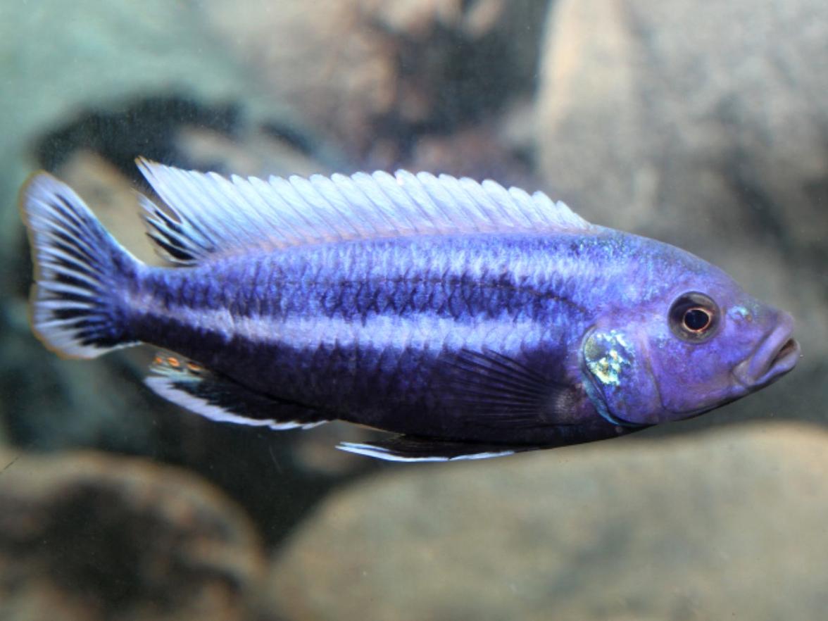 Melanochromis chipokae