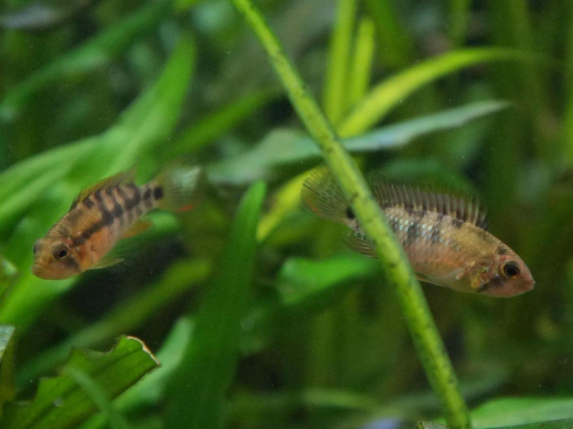 Apistogramma baenschi