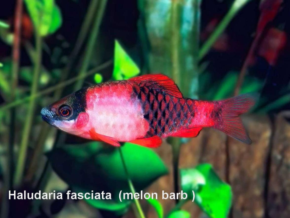 Mrenky/Parmičky - Haludaria fasciata (melounová barb)