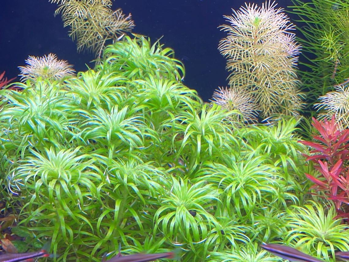 Syngonanthus Belem