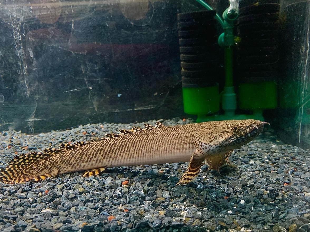 Polypterus ornatipinnis