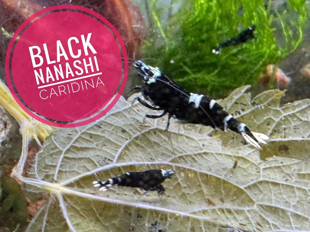 Caridina Black Nanashi 10+1 zdarma
