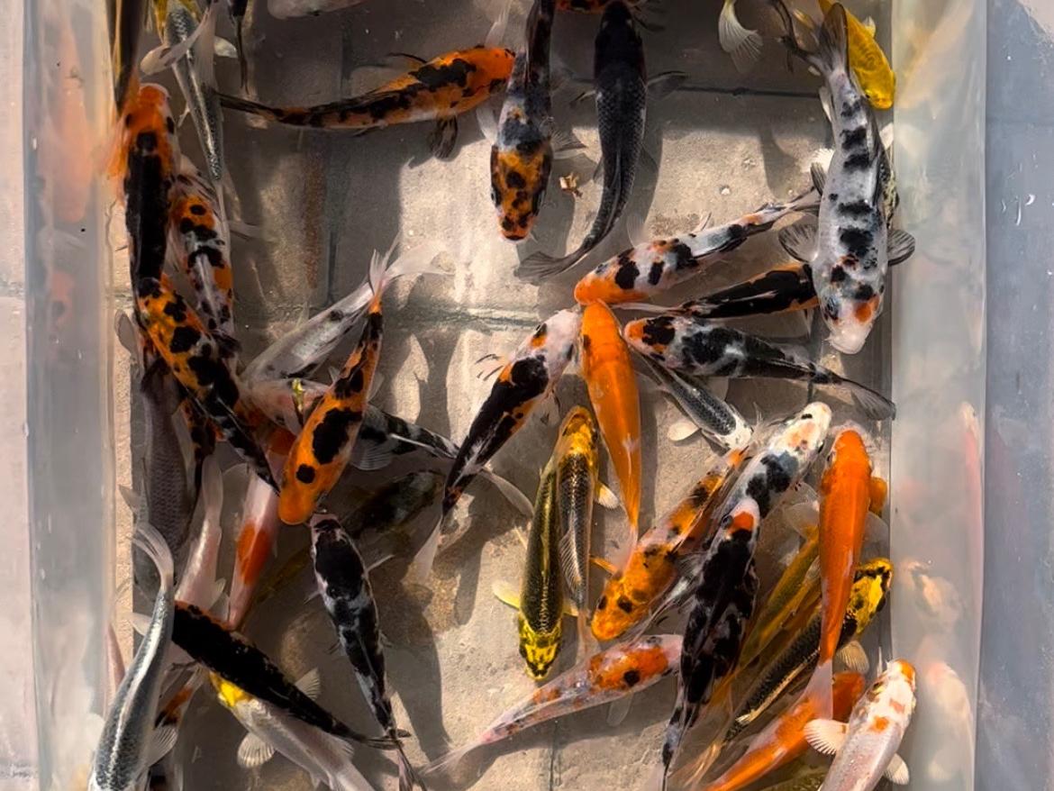 koi A++