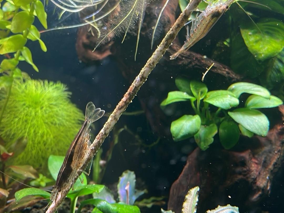 Caridina japonica