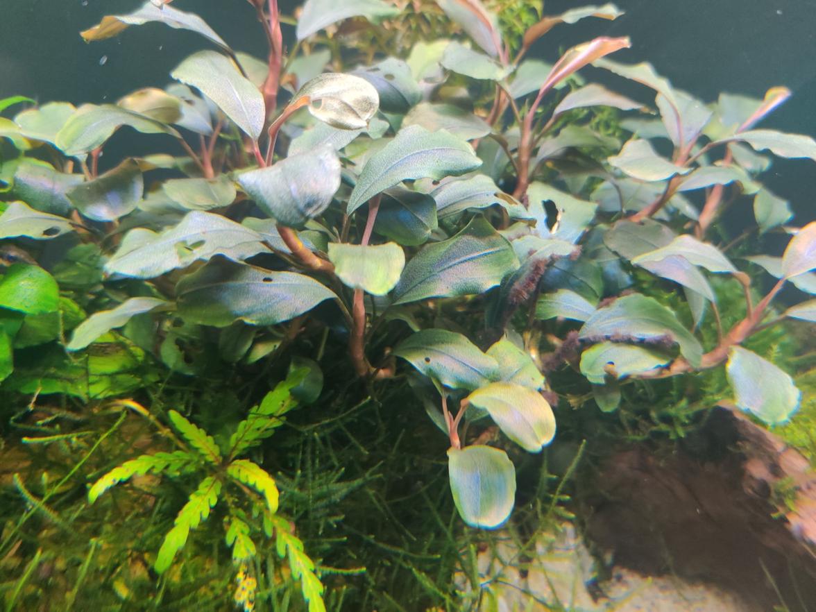 Bucephalandra