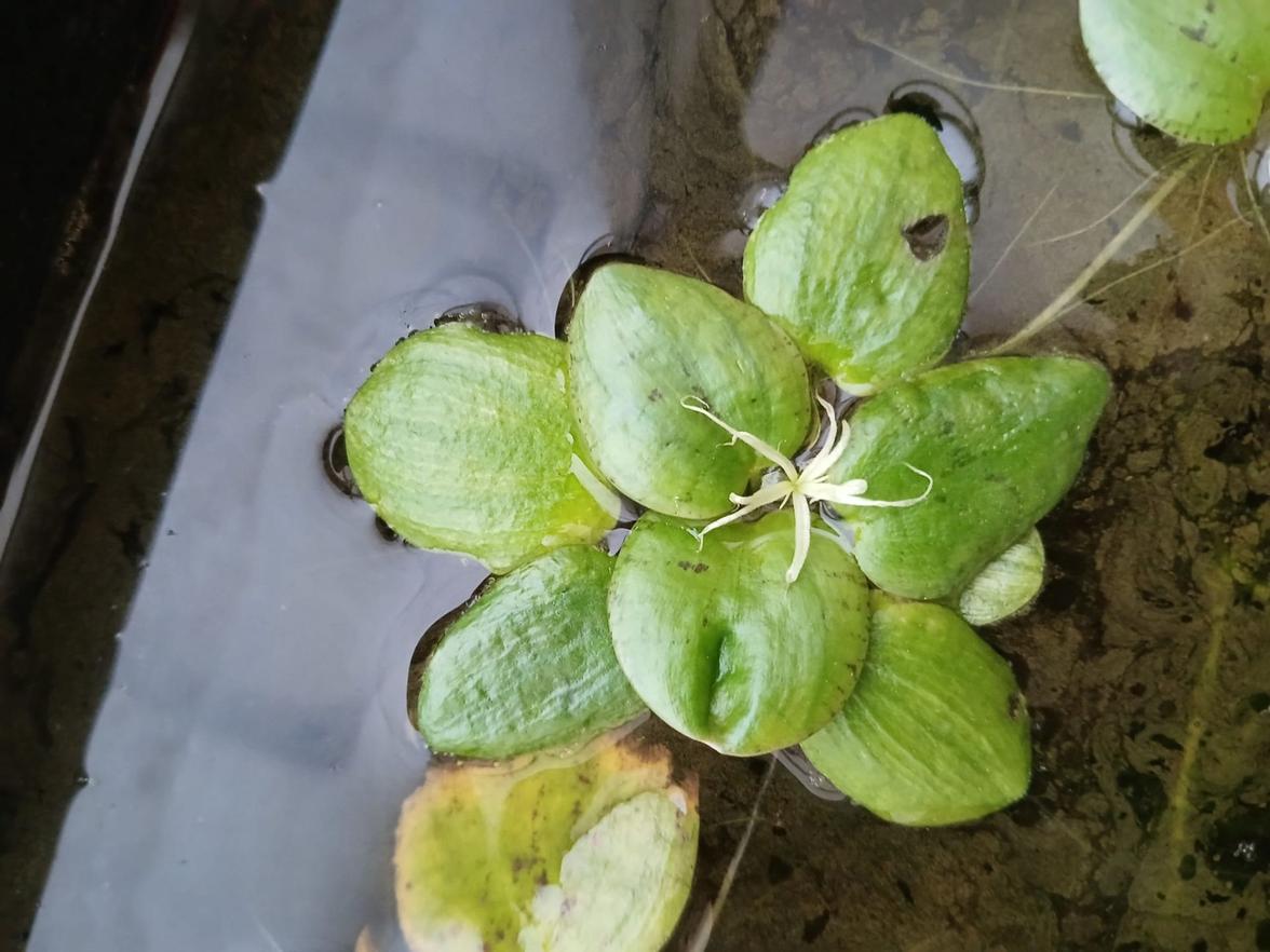 kvetoucí limnobium laevigatum (samičí květ)