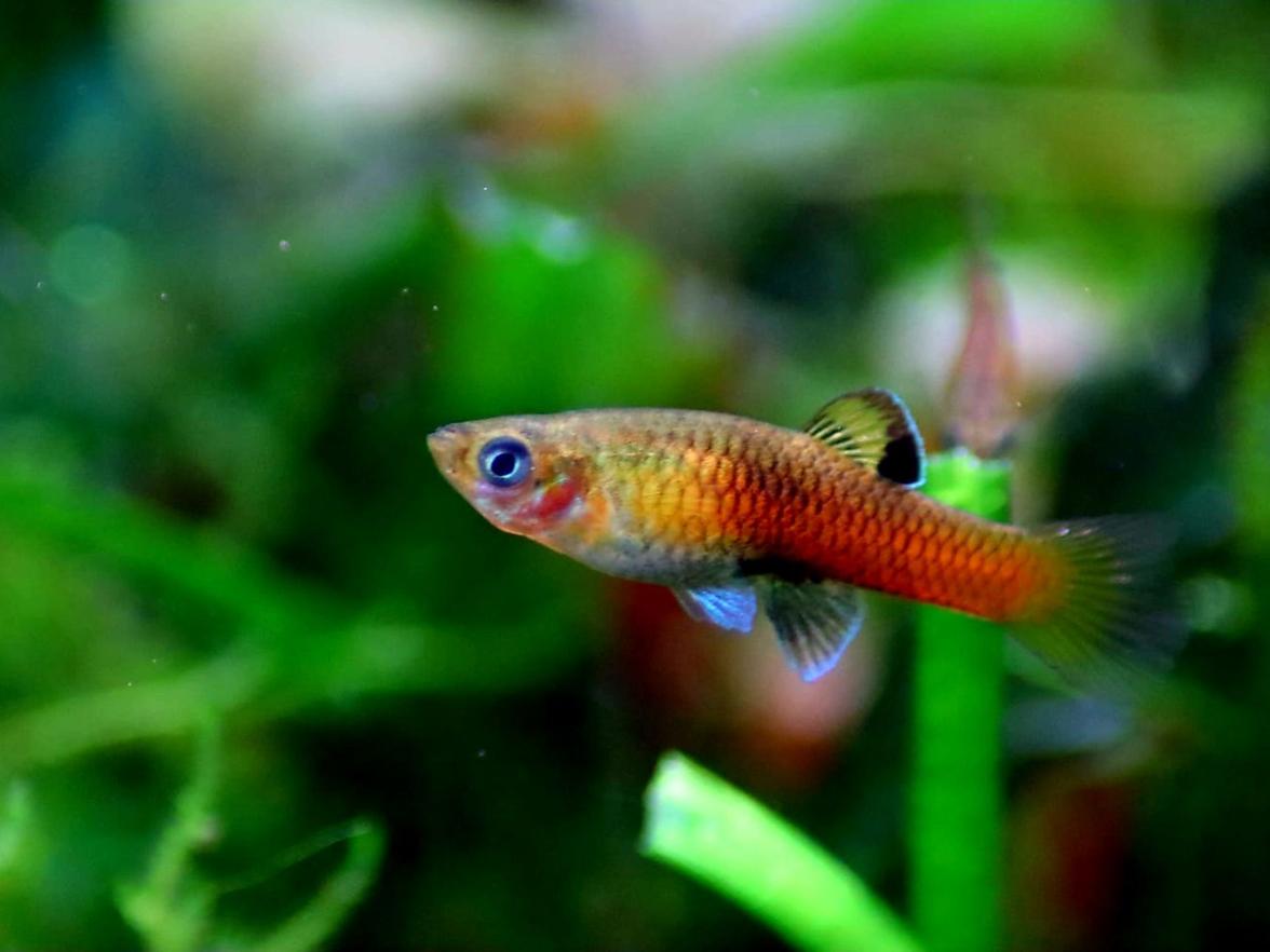 Krátkotělka kostarická (Phallichthys Tico)
