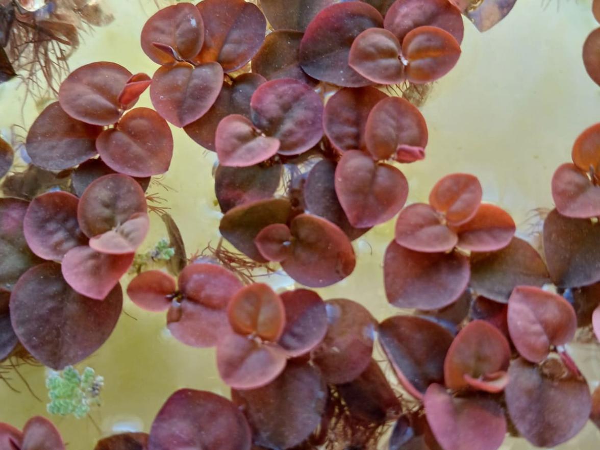 červený phyllanthus fluitans