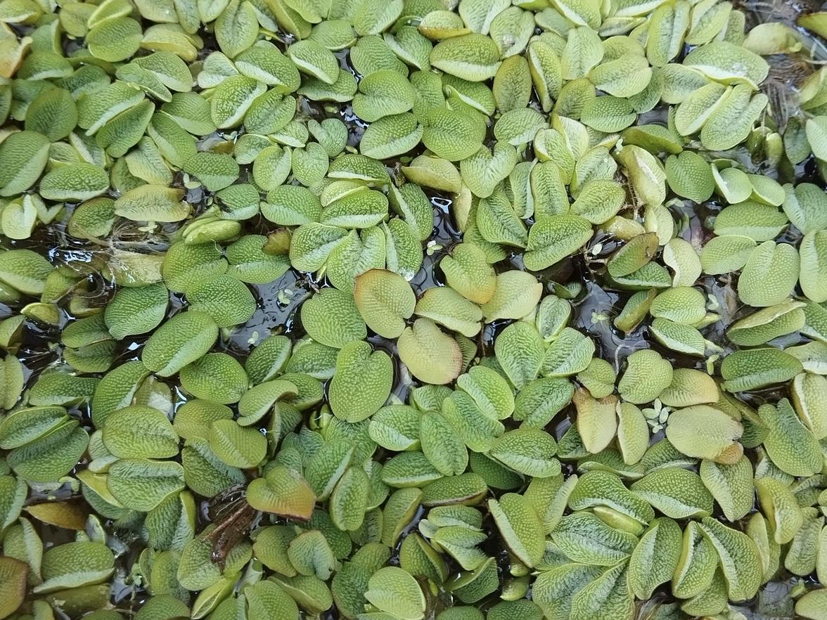 salvinia natans