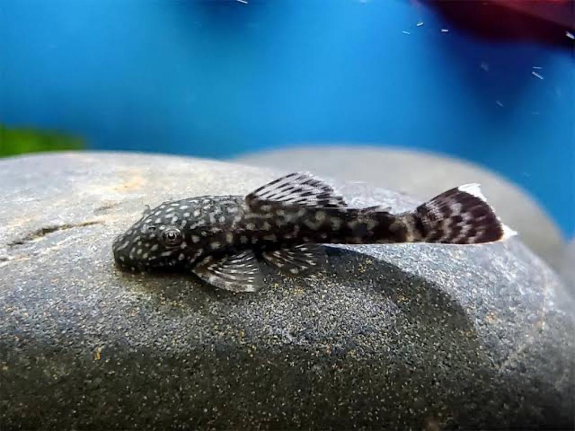 ancistrus 