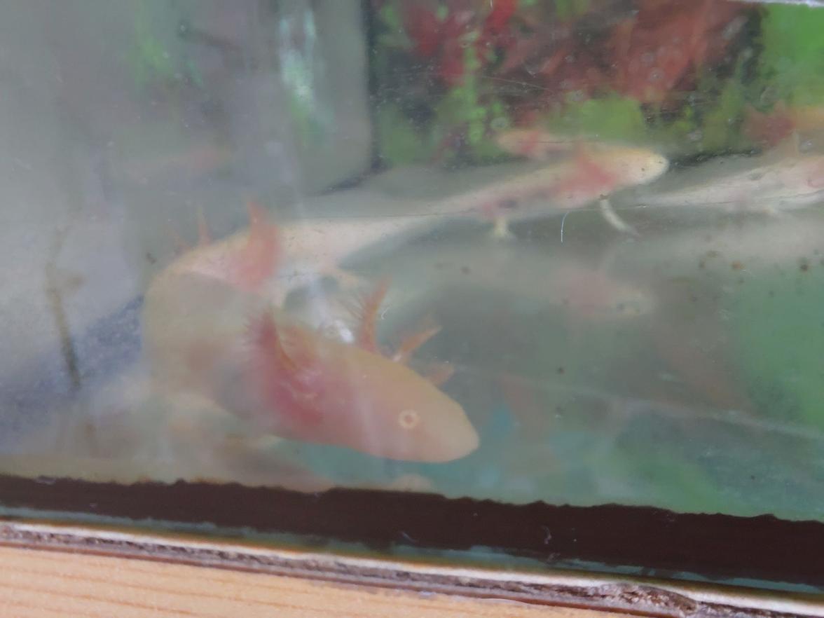 Axolotl 