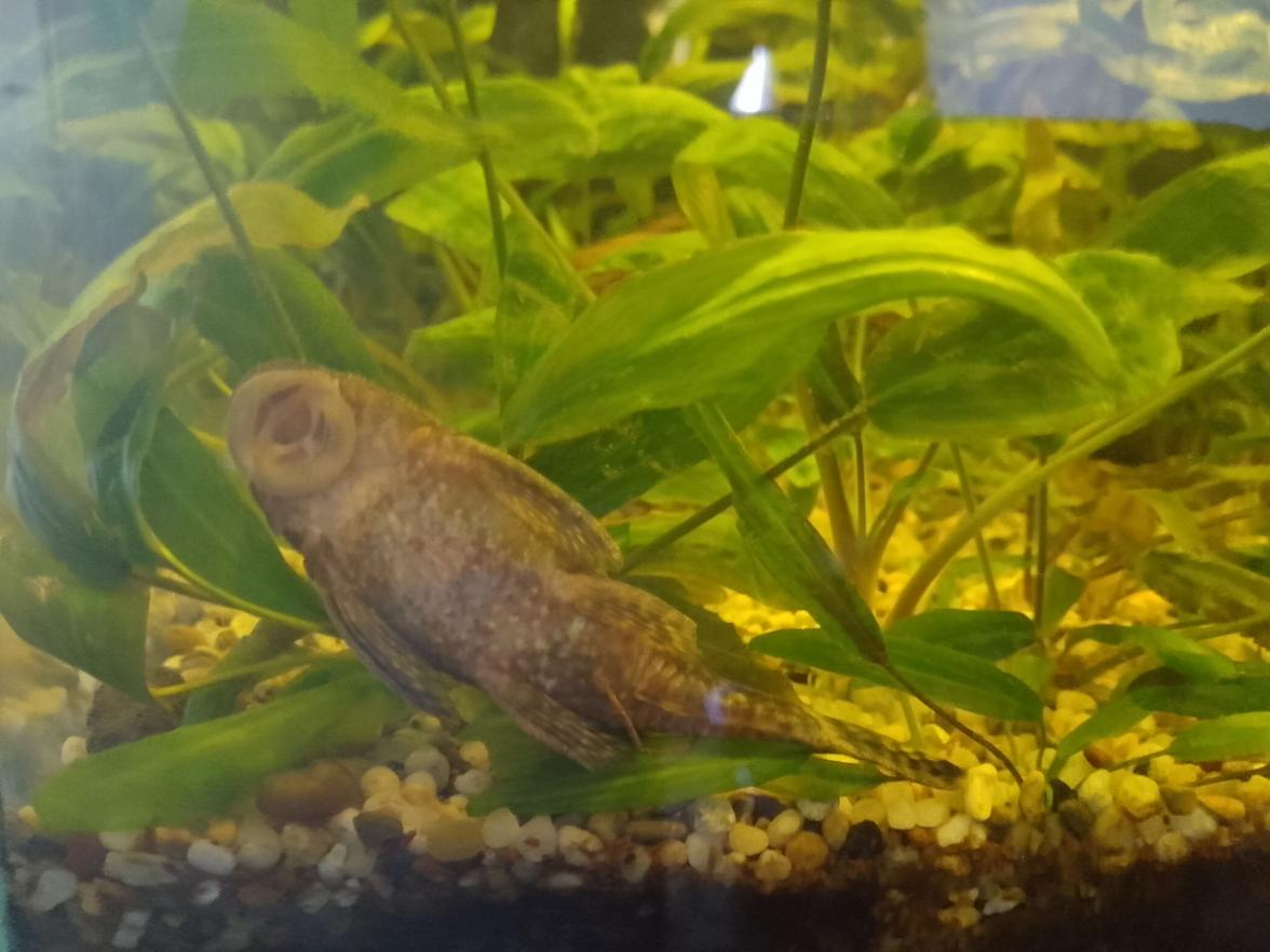 Ancistrus 
