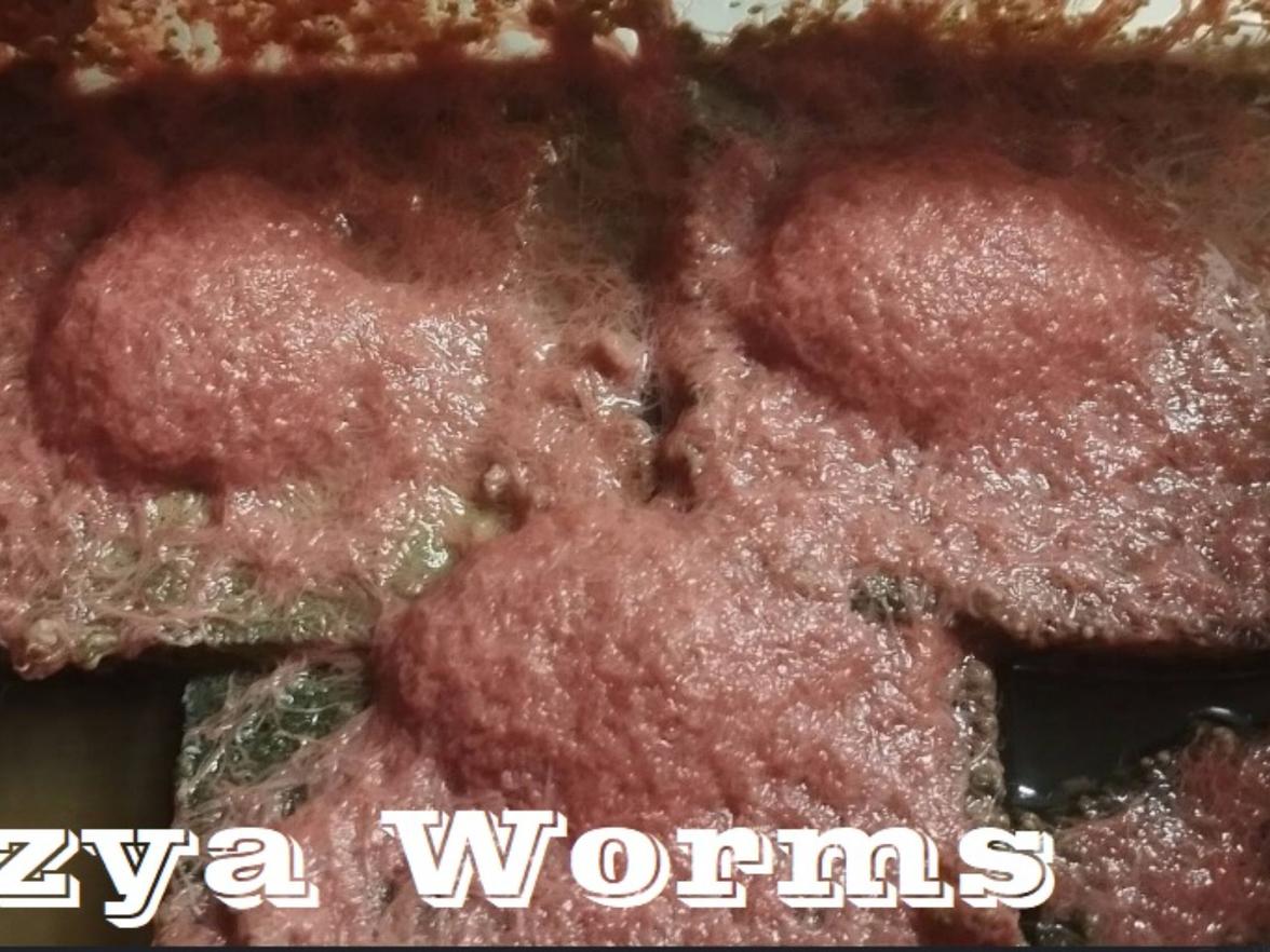 Živé krmivo , násady k domácímu chovu - Auloforus, Izya worms, Grindal, Mikry, Dafnie, Moina ...