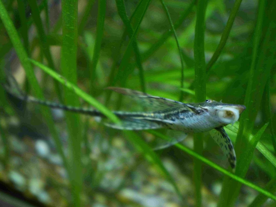 Sturisoma panamense