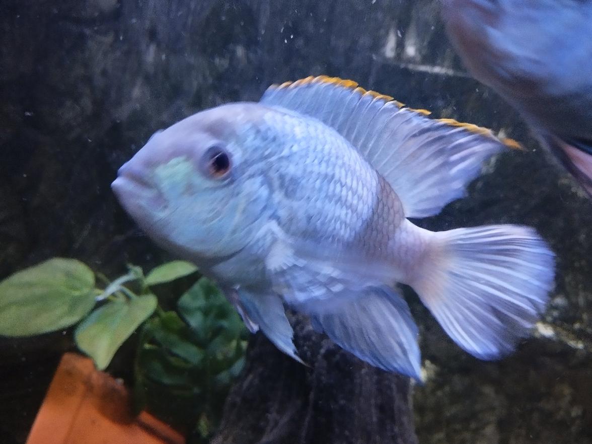 Akary Blue neon