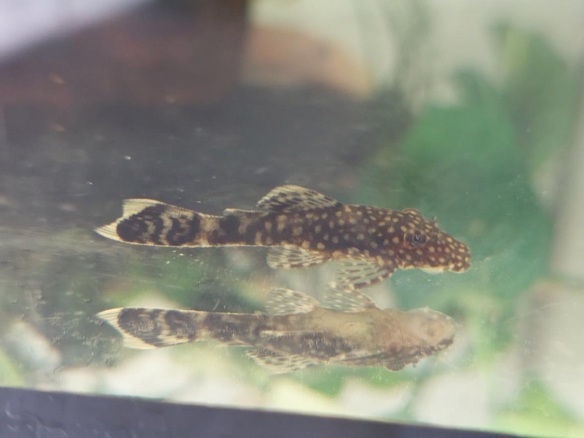 Ancistrus sp.