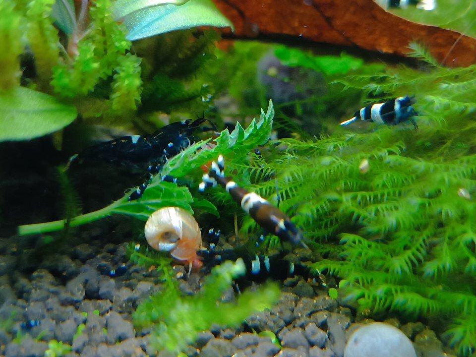Caridina Black Panda