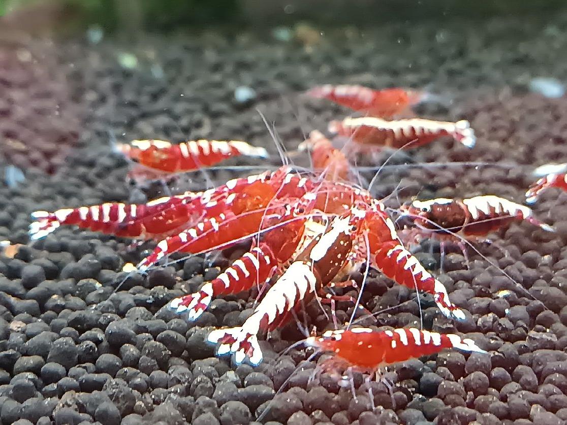 Caridina Red Zebra