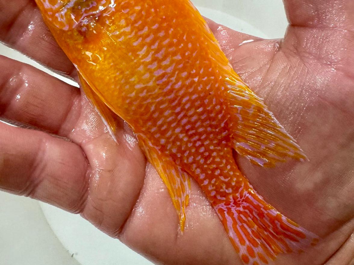 Aulonocara fire fish