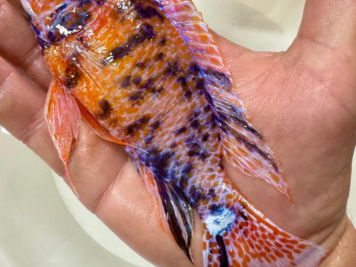 Aulonocara calico