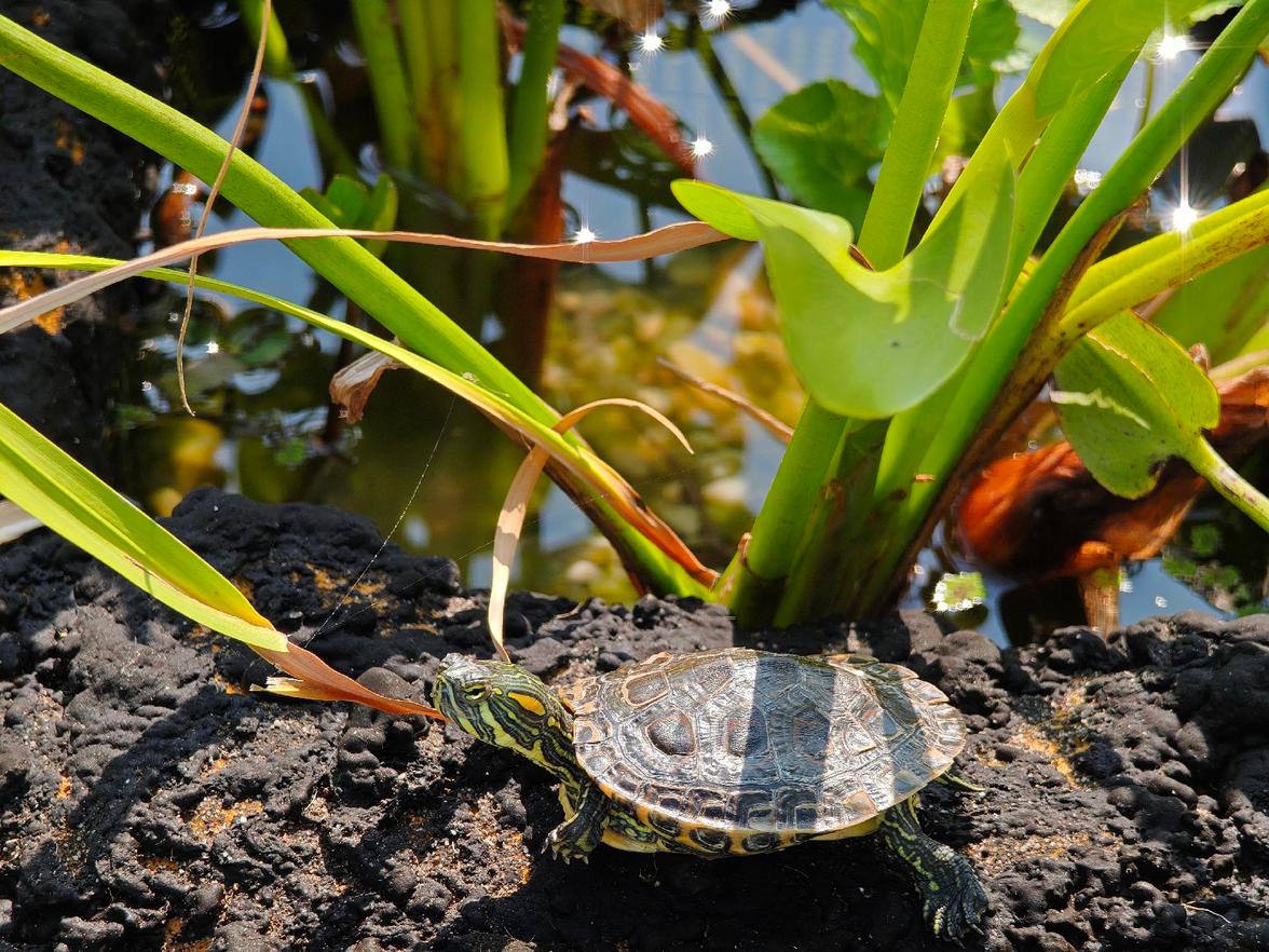 Želva Trachemys scripta elegans