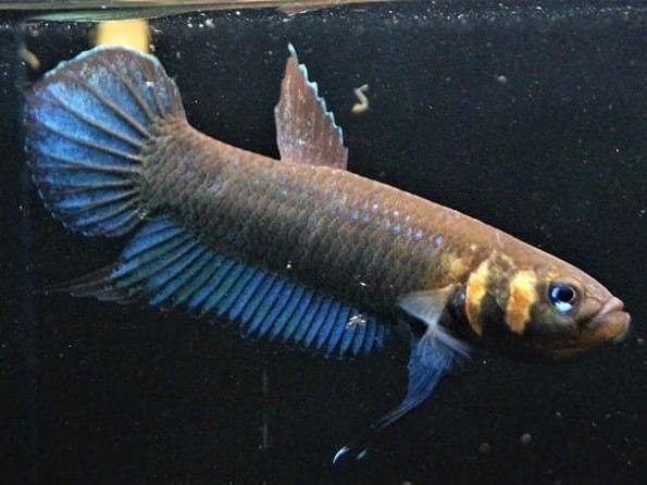 Betta Mandor F1