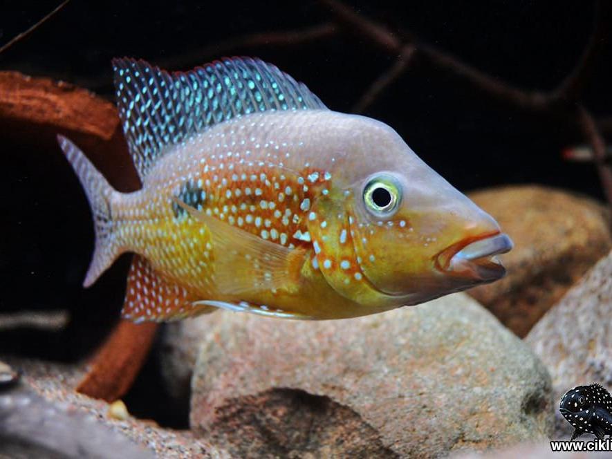 Cribroheros rostratus
