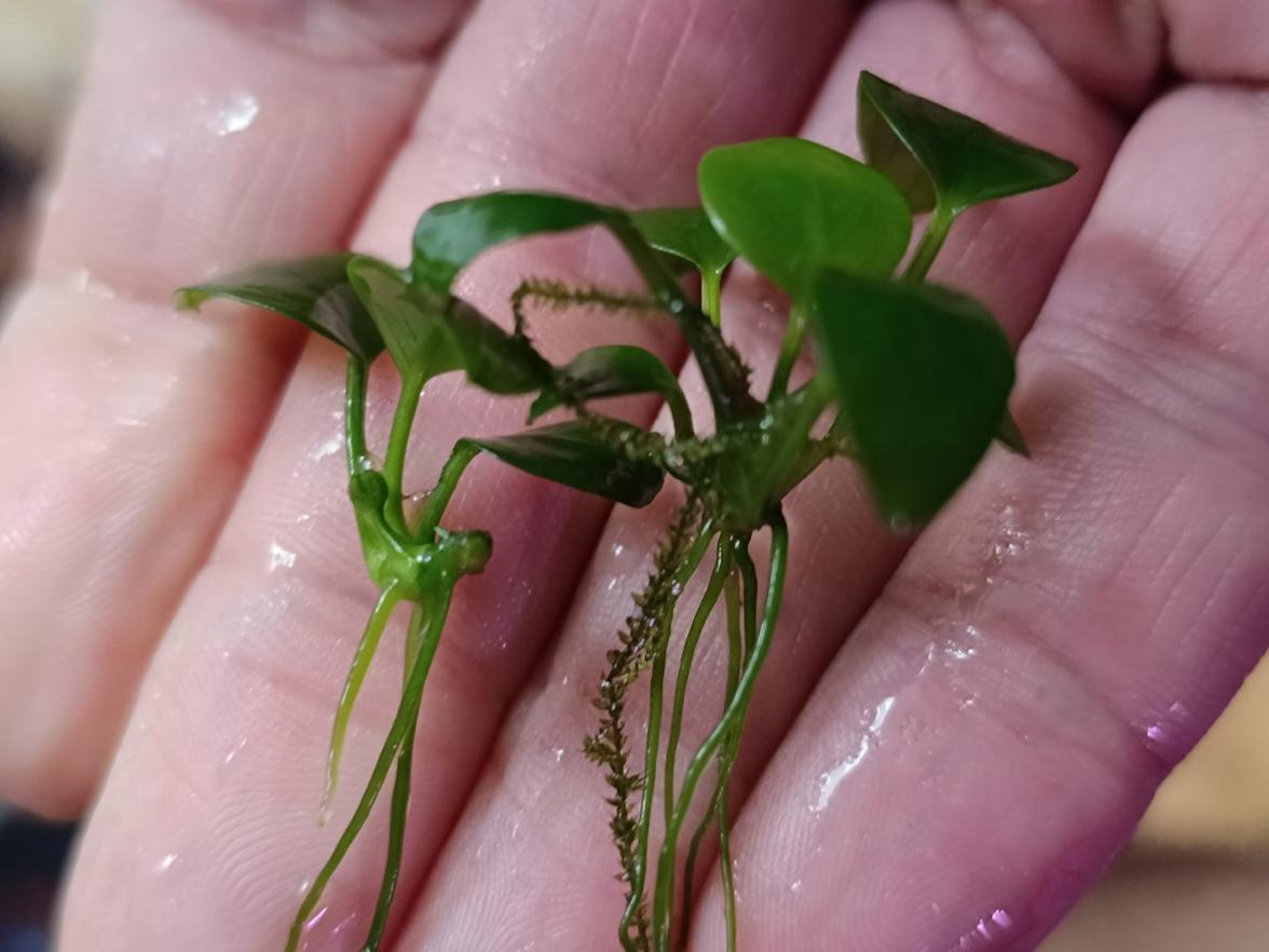 Anubias nano