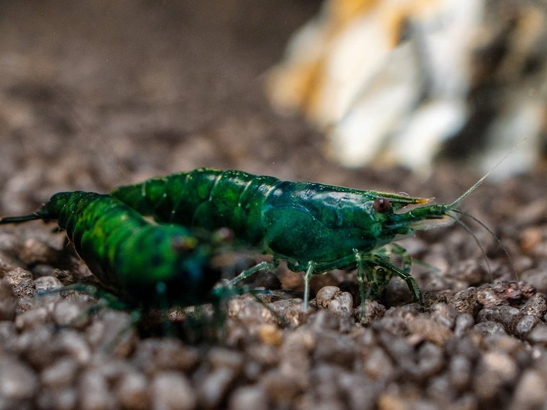 Neocaridina Davidi sp. var. Dark Green Jade