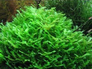 Lomariopsis lineata
