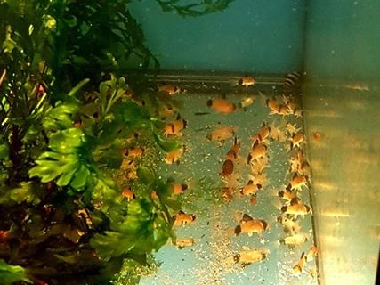 Corydoras panda
