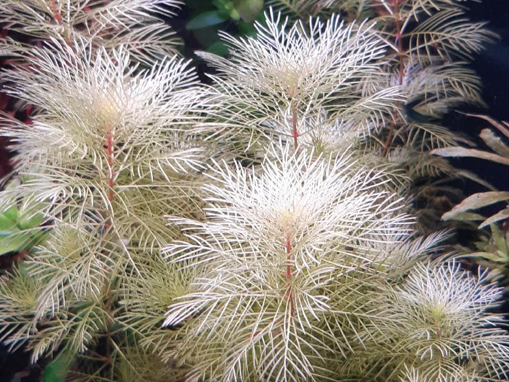 Myriophilum matogrosense gold