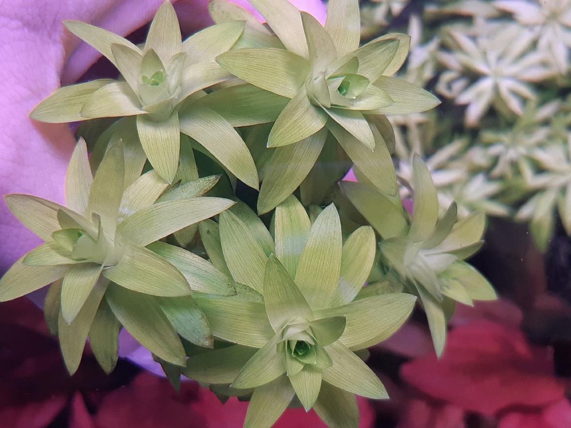 Tonina Fluviatilis