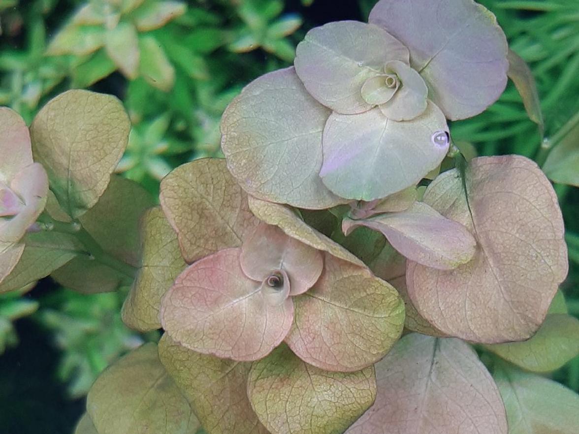 Ludwigia mato grosso