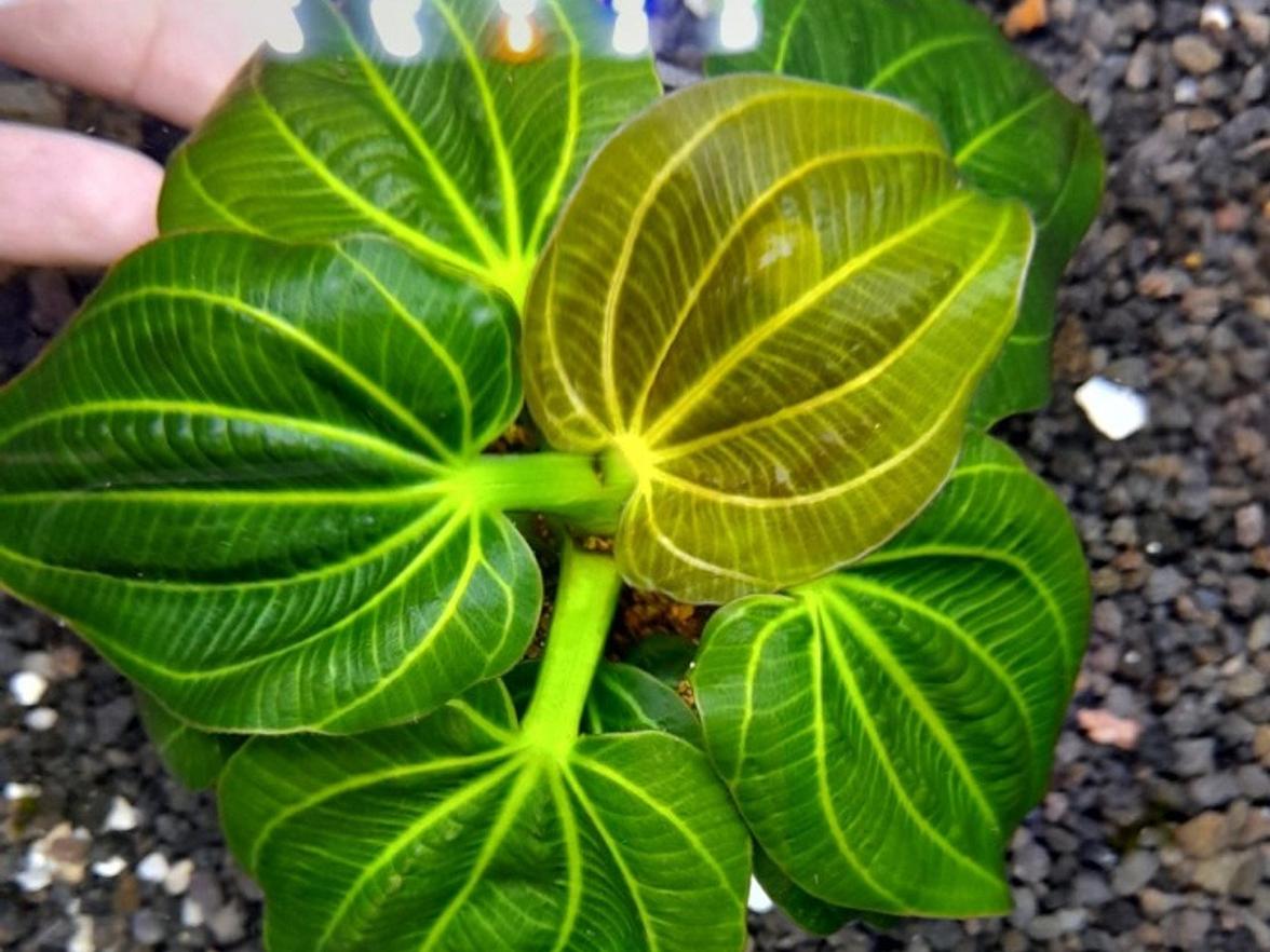 Echinodorus iguazu 2009