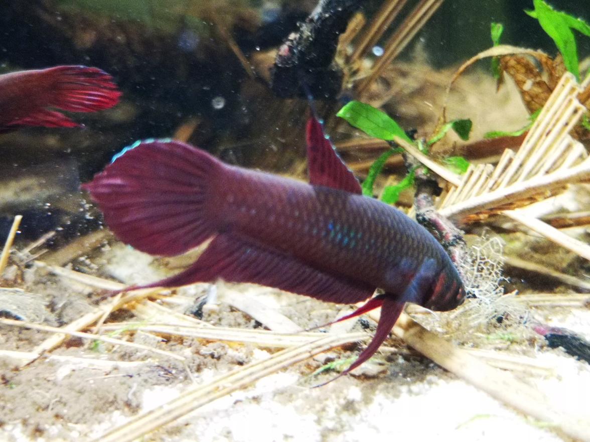 Betta coccina