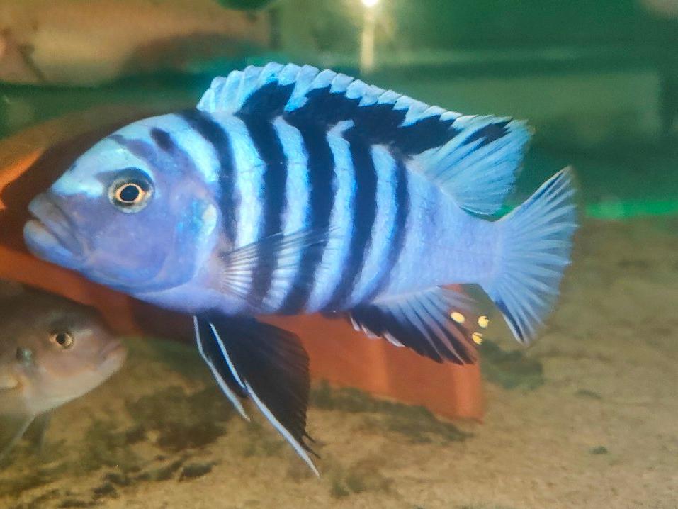 Tlamovci Malawi