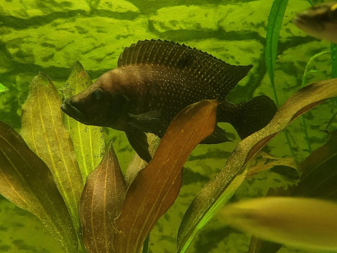 Altolamprologus Calvus Black Pect.