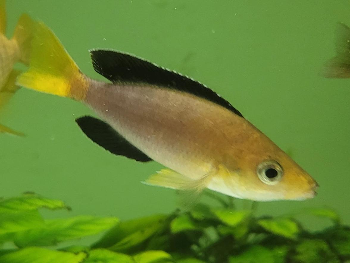 Cyprichr. leptosoma Jambo Yellow