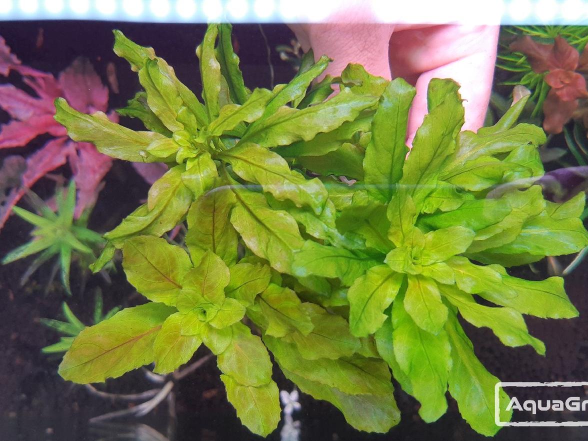 Ludwigia sphaerocarpa