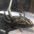 axolotl mexický 