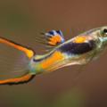 poecilia wingei - Endlers Lebendgebärende