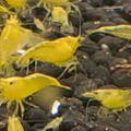 Sladkovodní krevetky Neocaridina yellow neon 