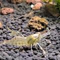 Macrobrachium dayanum 