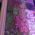 Rotala Vietnam h'ra a Yao Yai