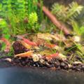 Neocaridina mix