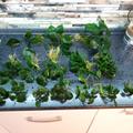 Anubias 