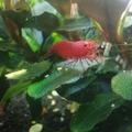 Mladé červené krevetky neocaridina - 0,8 cm